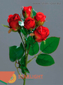 Роза кустовая х 5
