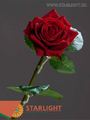 Бархатная роза 