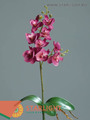 Орхидея Фаленопсис с листьями