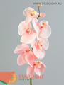 Орхидея фаленопсис заснеженная