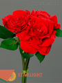 Роза красная х3