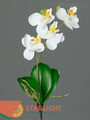Орхидея Фаленопсис листьями (мини)